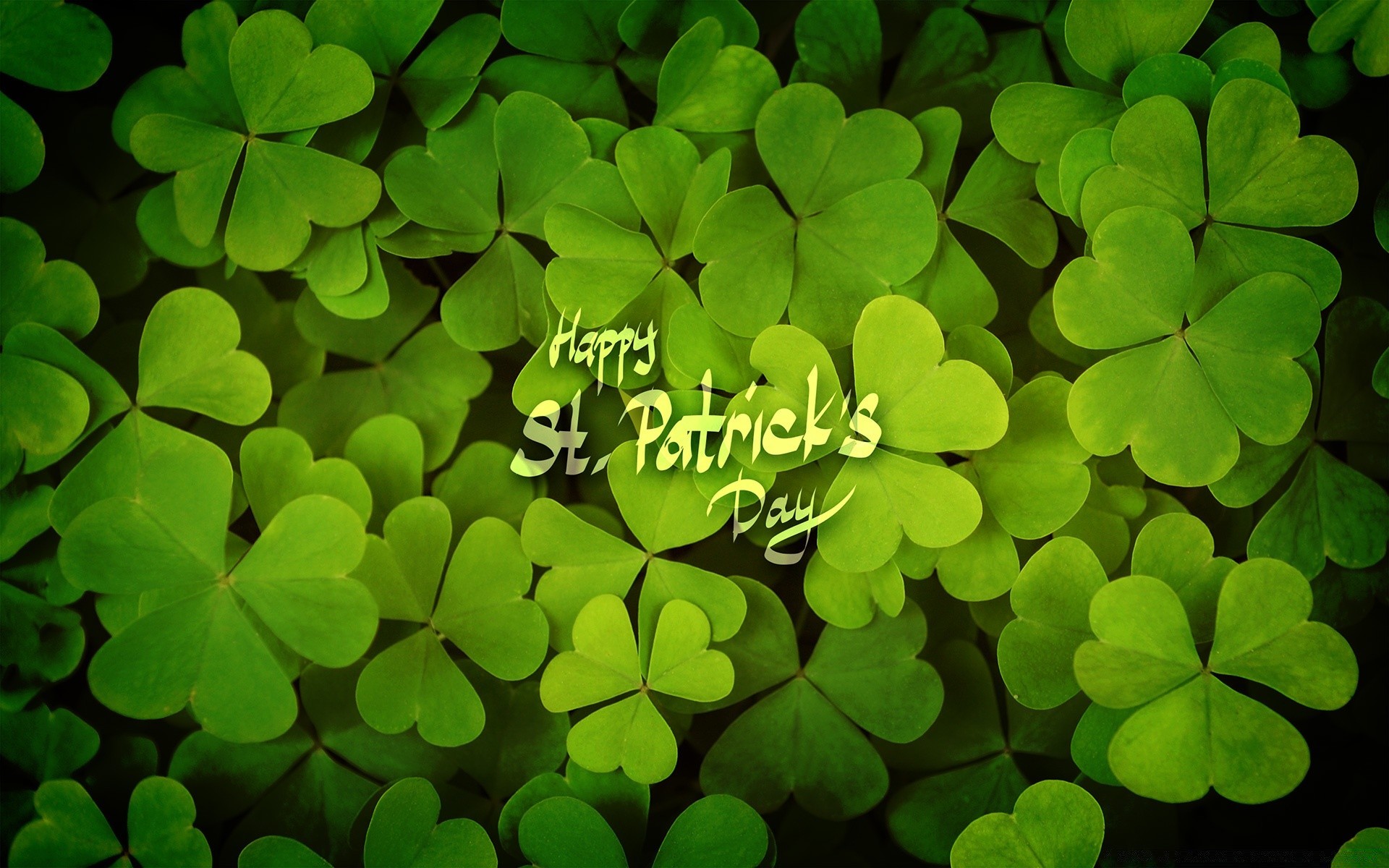 saint patrick s day clover white clover luck saint lucky celtic leaf leprechaun outdoors st patricks day desktop nature bright flora