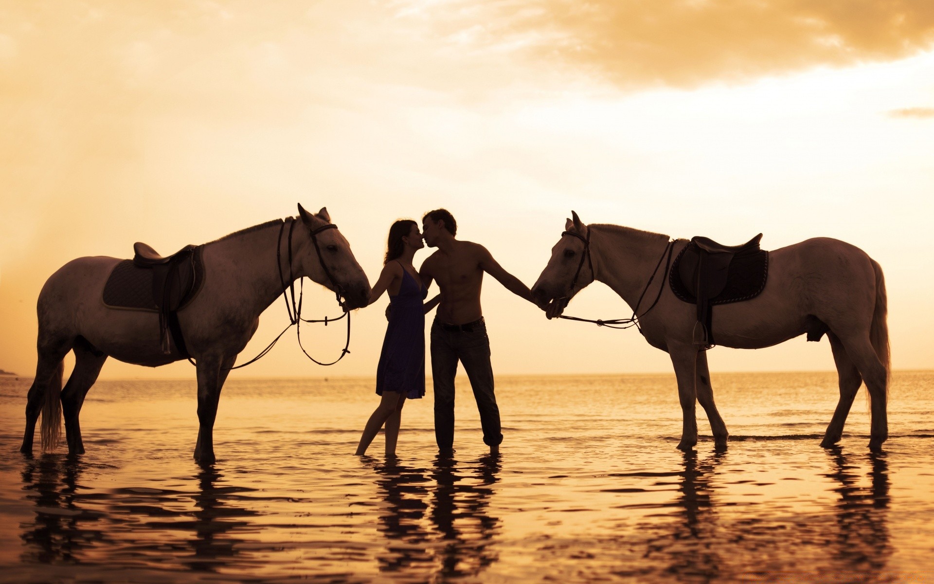 dia dos namorados cavalo cavalaria mamífero mare equestre criação de cavalos sentado garanhão pôr do sol animal cavalo de corrida iluminado silhueta pônei sol