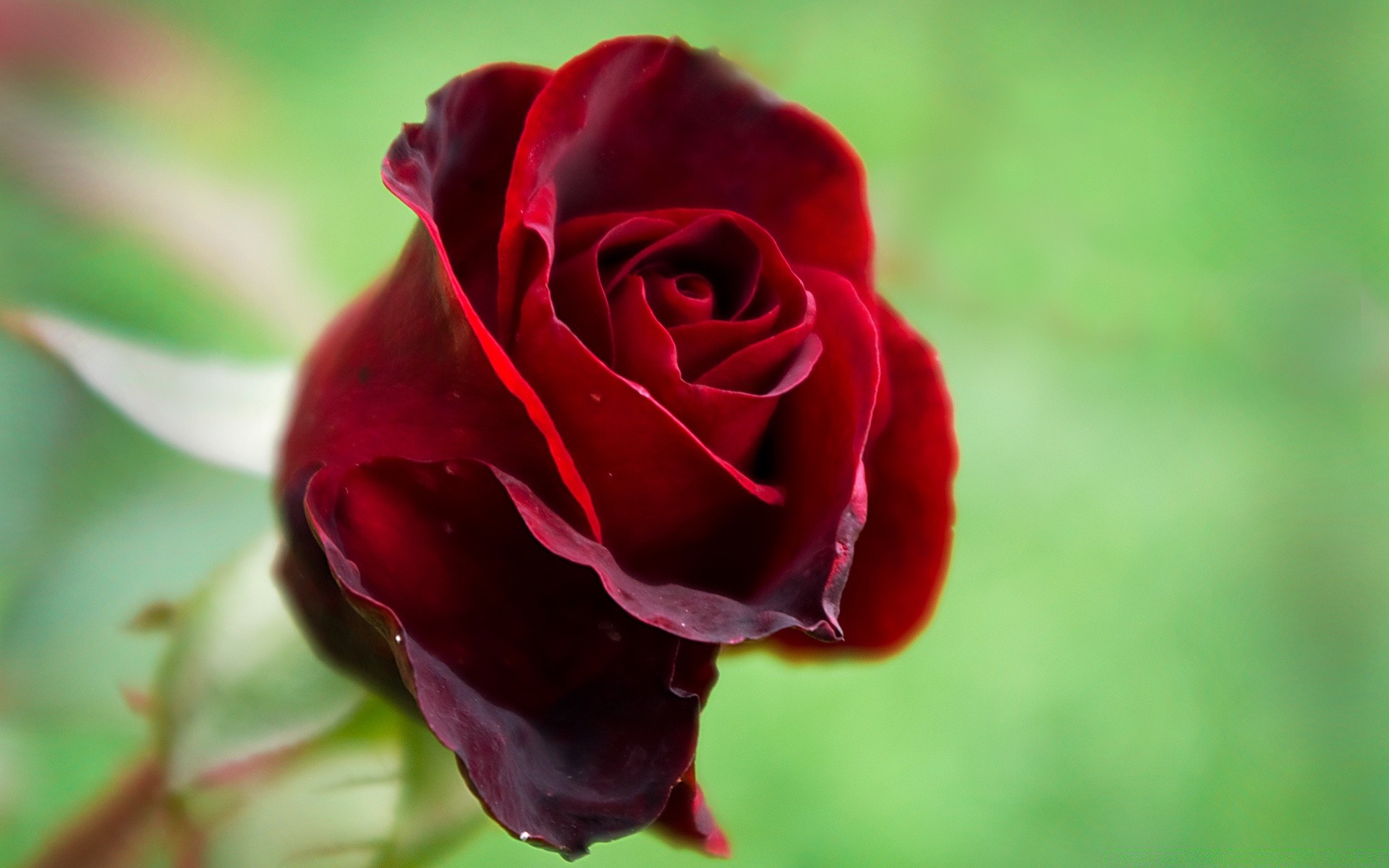 día de san valentín flor rosa naturaleza amor hoja romance flora pétalo jardín verano boda floral color romántico delicado hermoso al aire libre