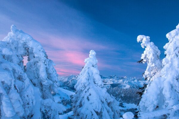 Ate in the snow on the background of the Northern lights