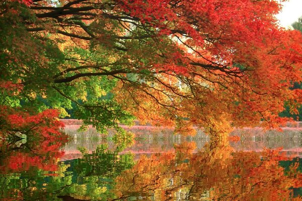 Herbstliche Landschaft. ahorn neben Wasser