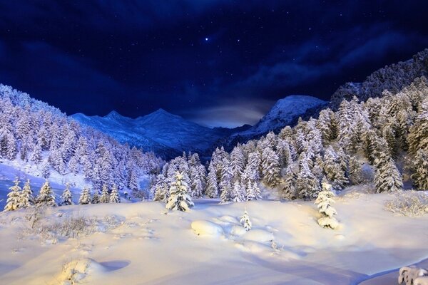 Noche, invierno, árboles de Navidad, montañas