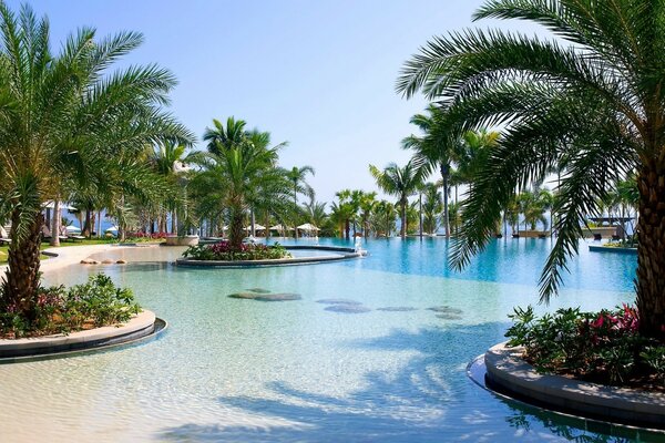 Palm trees with flowers near the pond