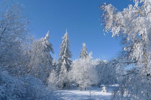 Kalter verschneiter Winter im Wald