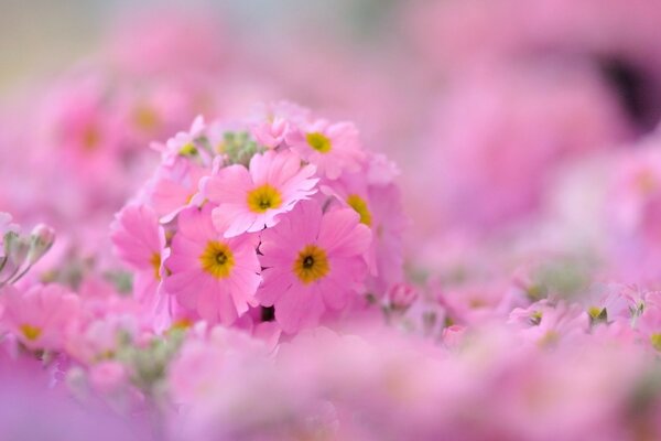 Маленькие розовые цветы на поле
