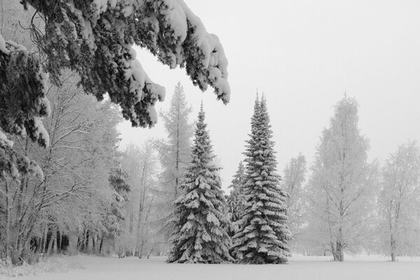 Nevasca no inverno na floresta. Neve