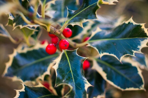 Holly sprig with bright red berries