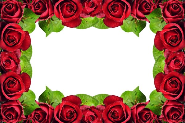 A rose frame with an empty background