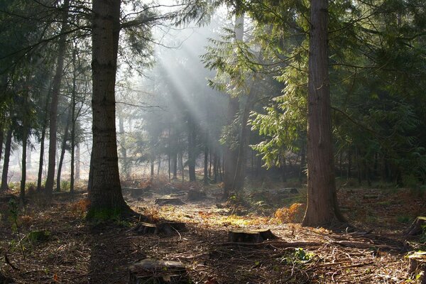 Landschaft der Natur im Herbstwald