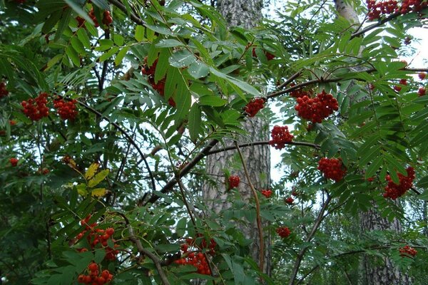 Bunches of rowan berries in the park