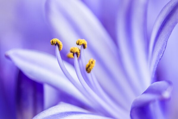 Bellissimo fiore viola in stile sfocato