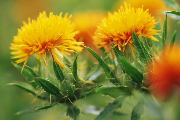 Summer dandelions in nature