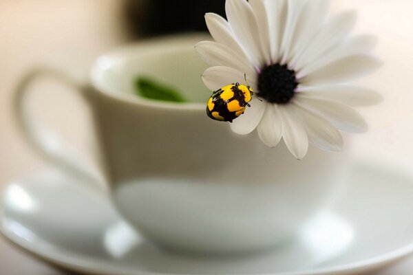 Delicada naturaleza muerta de la mañana con una flor