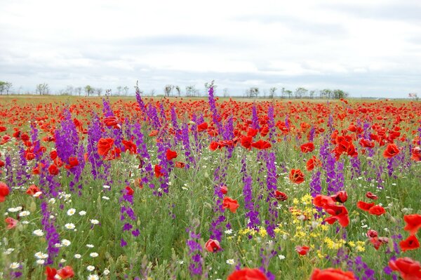 Ein Feld mit vielen schönen Wildblumen