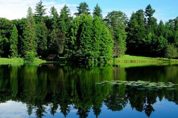 Ein See, der von einem grünen Wald umgeben ist