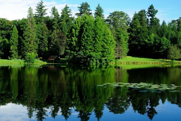 Lago rodeado de bosque verde