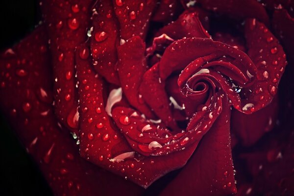 A scarlet rose in dewdrops