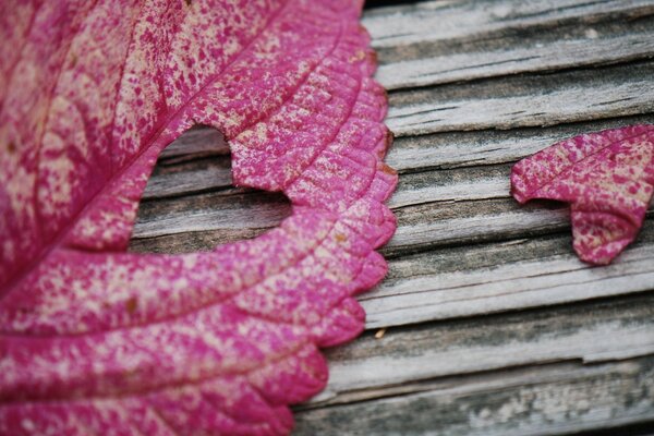 Hoja rosa en el antiguo