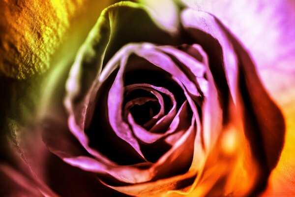 Colorful rosebud macro