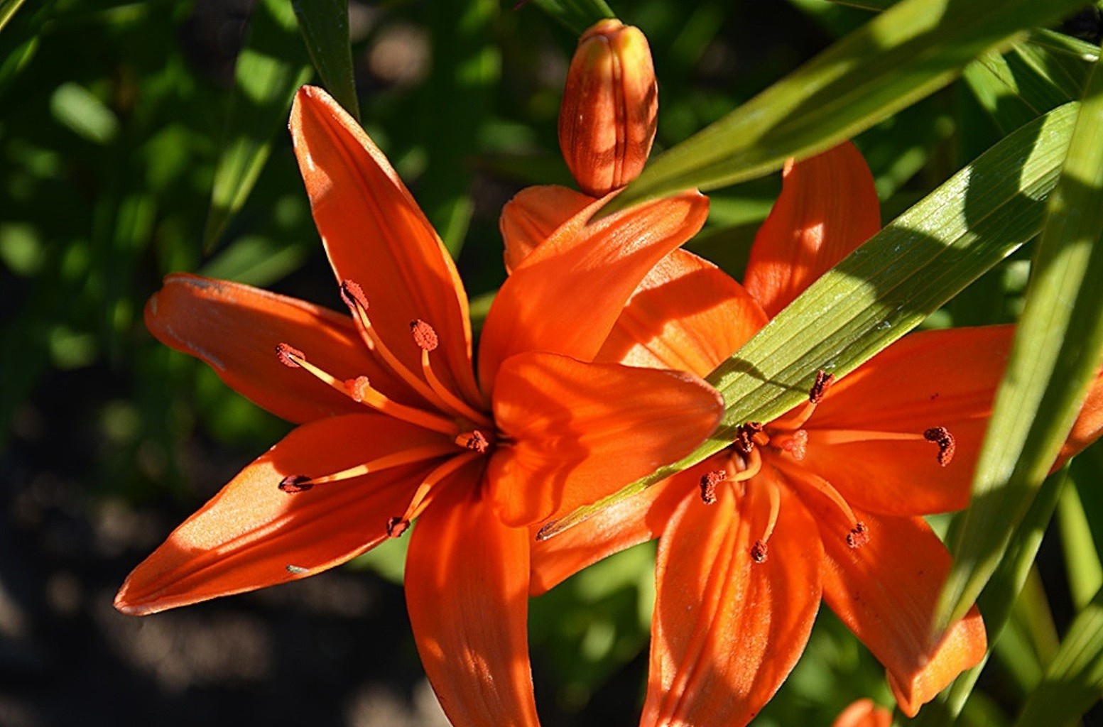 closeup nature flower flora summer leaf garden growth lily outdoors petal bright color beautiful floral blooming tropical season