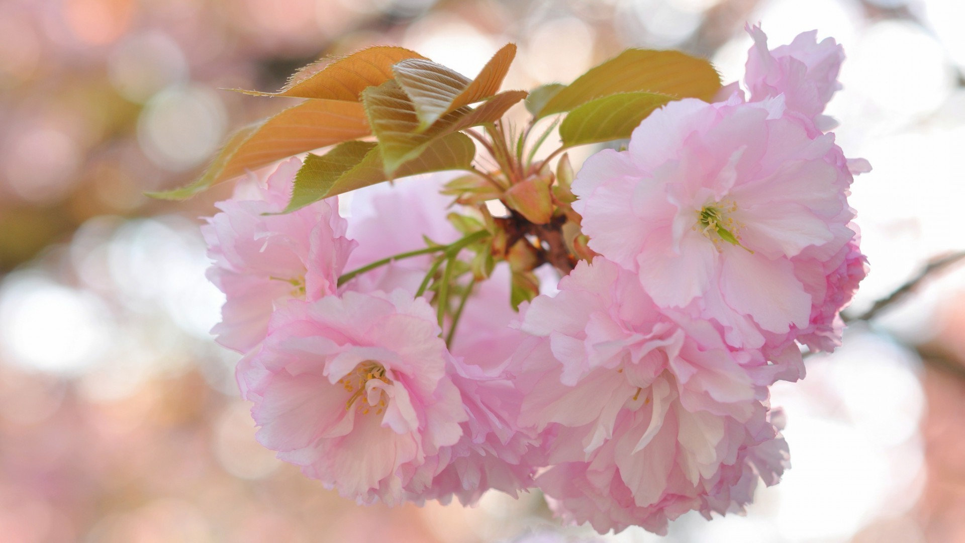 çiçekler çiçek flora doğa yaprak kiraz çiçek petal çiçeklenme şube bahçe ağaç sezon narin güzel yakın çekim dostum renk parlak botanik