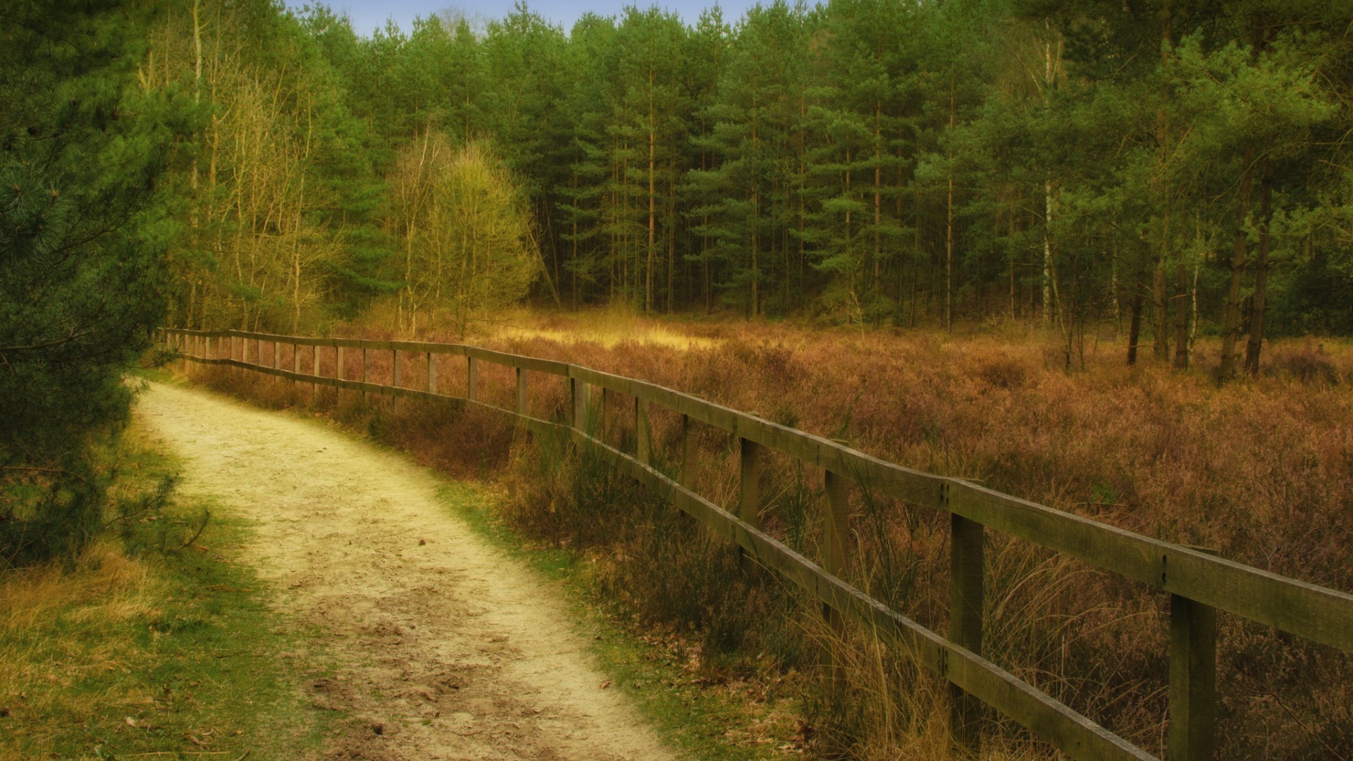 foresta paesaggio legno natura albero erba strada all aperto guida recinzione ambiente paese viaggio