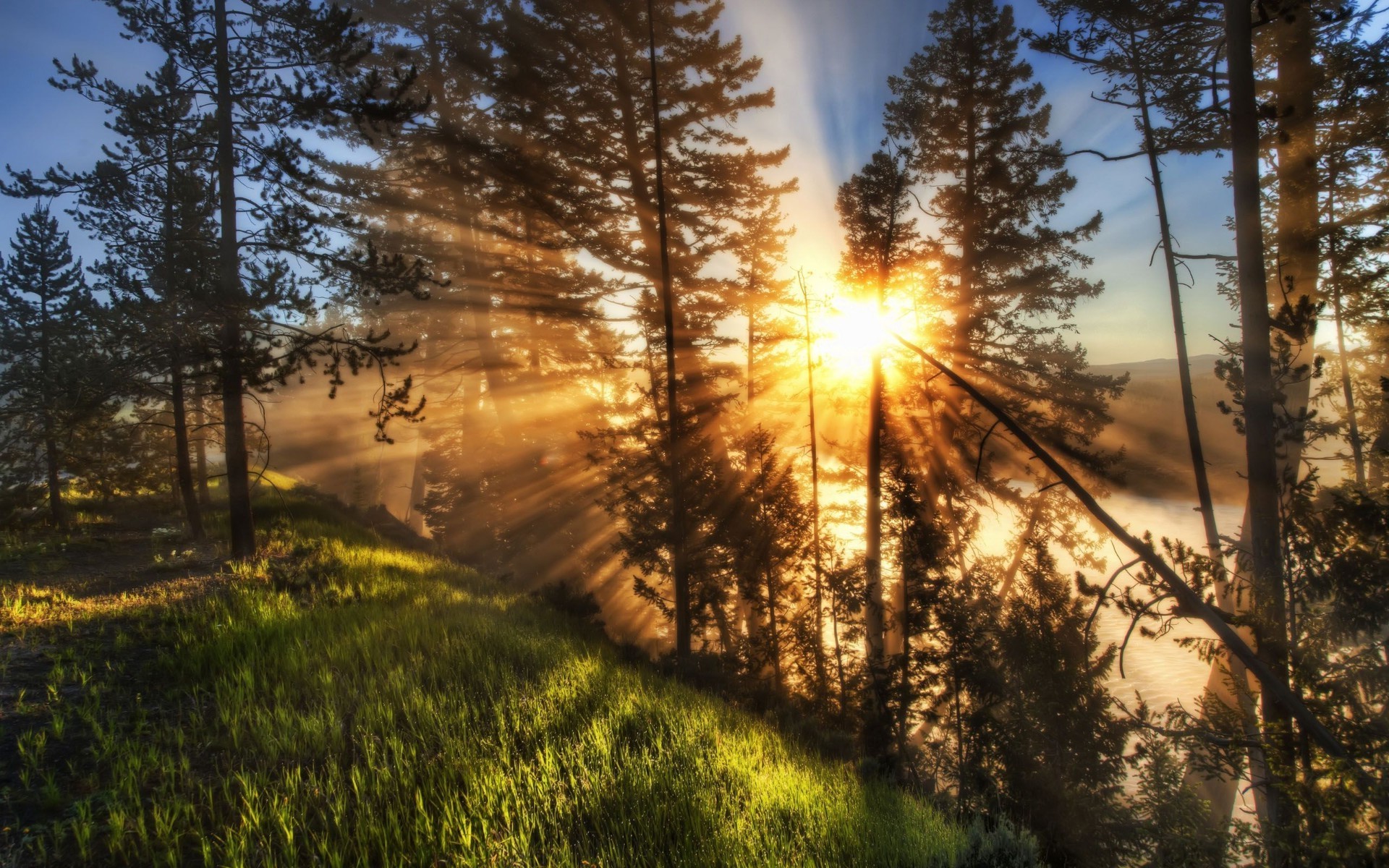 the sunset and sunrise tree landscape nature wood dawn sun fair weather light season outdoors pine park fall environment sunset fog branch bright scenic