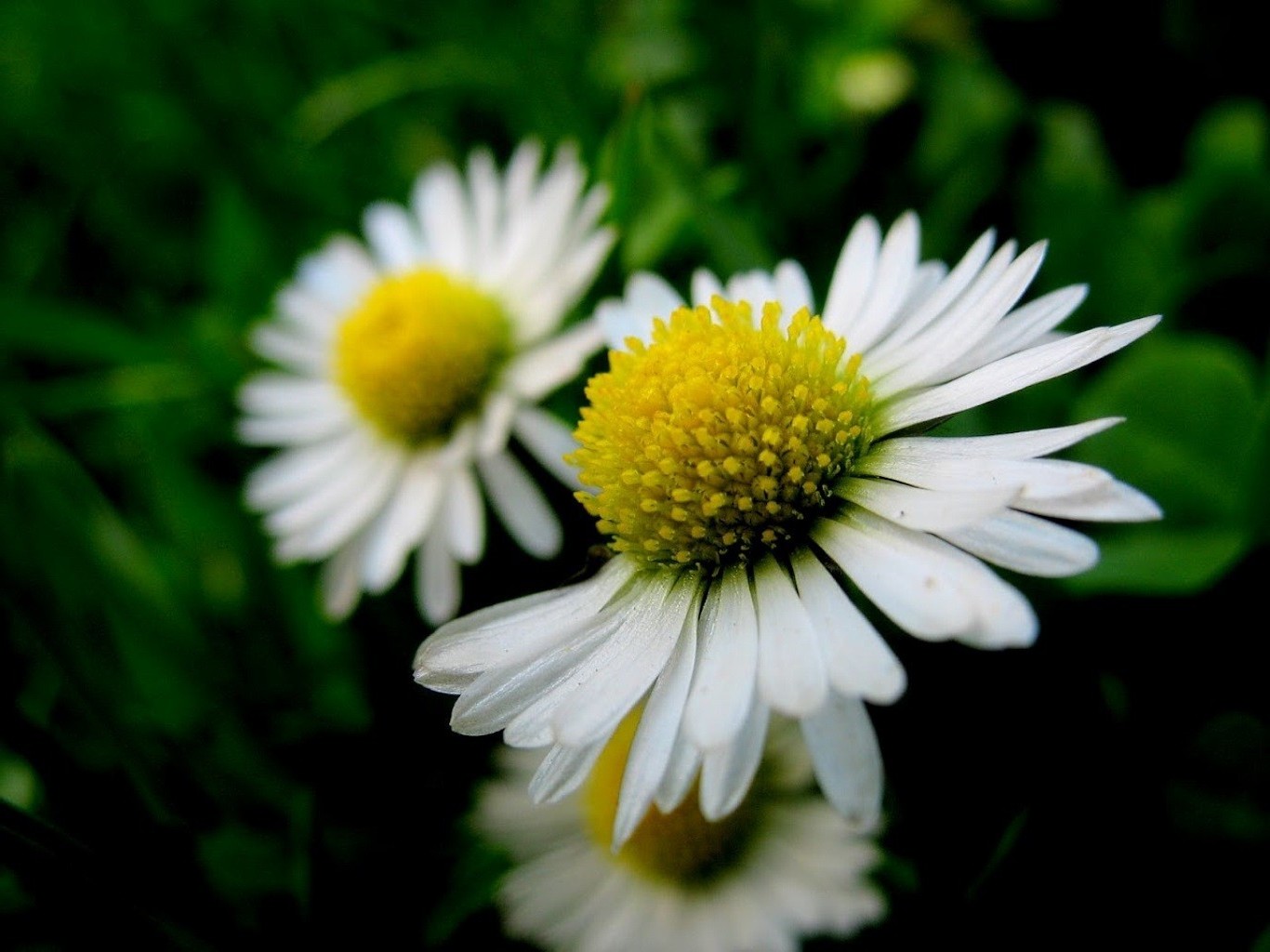 margaridas natureza flor flora verão folha jardim pétala crescimento floral blooming brilhante feno ao ar livre campo