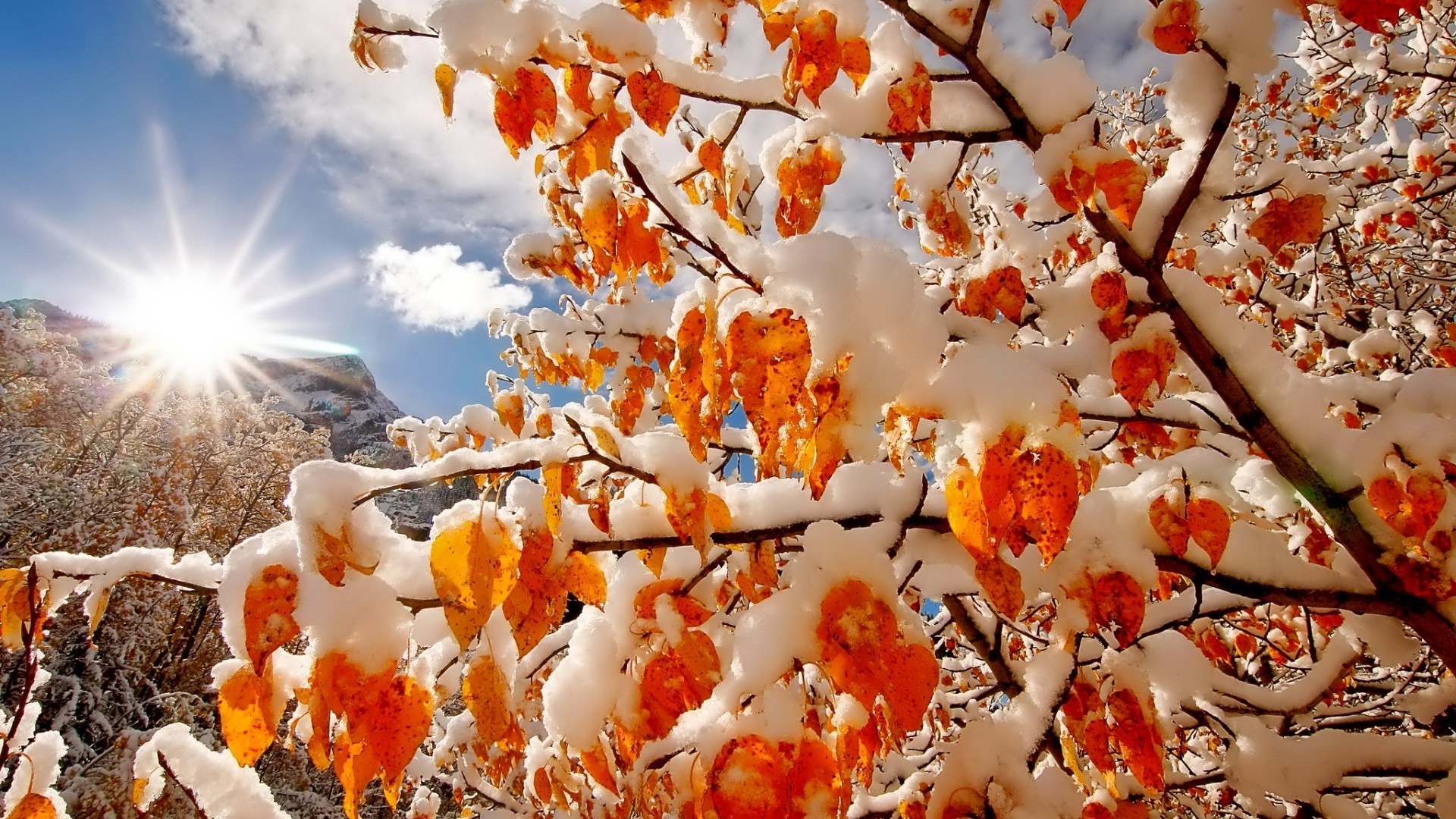 invierno temporada naturaleza otoño al aire libre árbol hoja rama brillante color madera