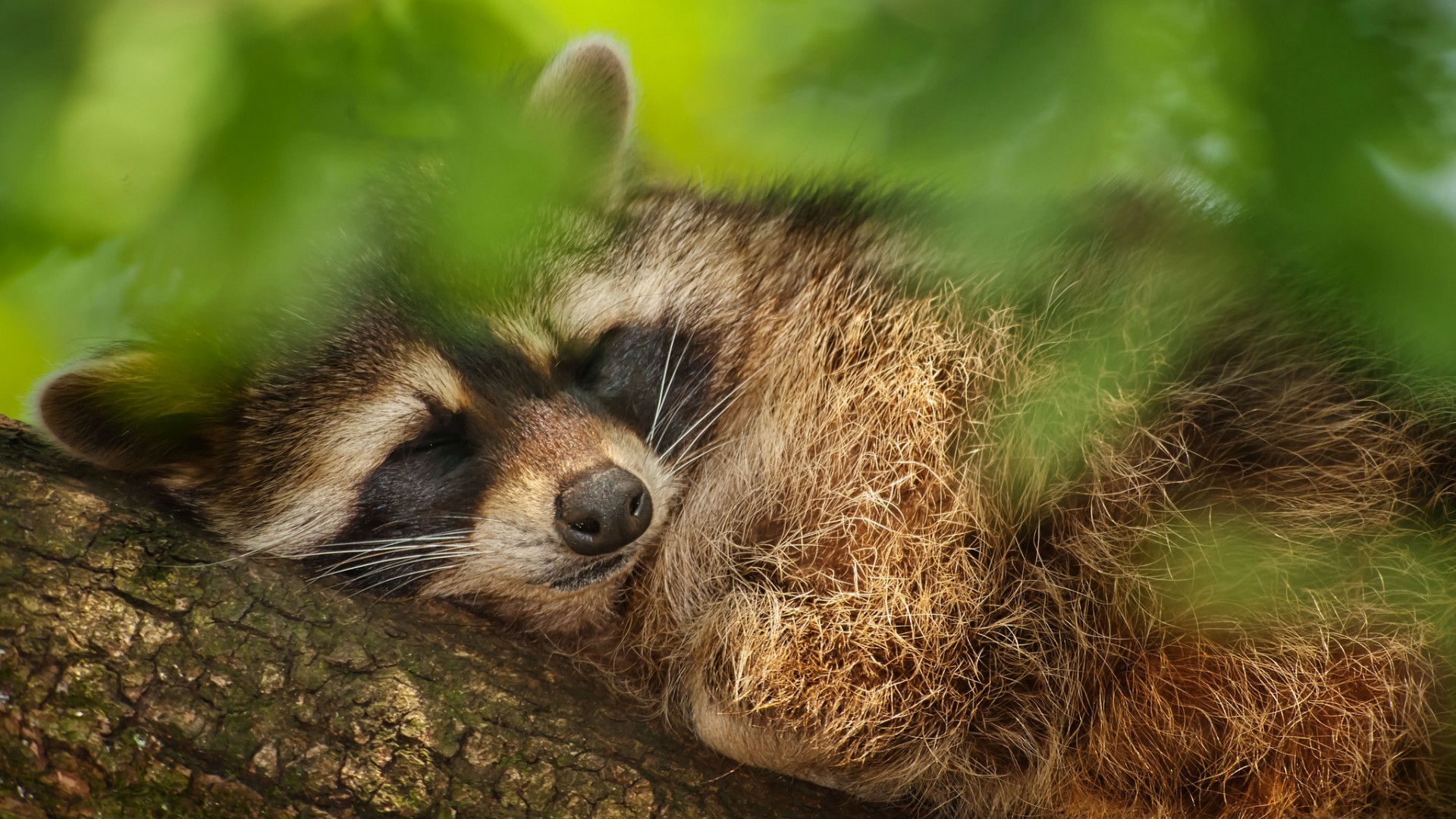 zwierzęta ssak słodkie dzikie zwierzę natura futro zoo portret widok młody oko