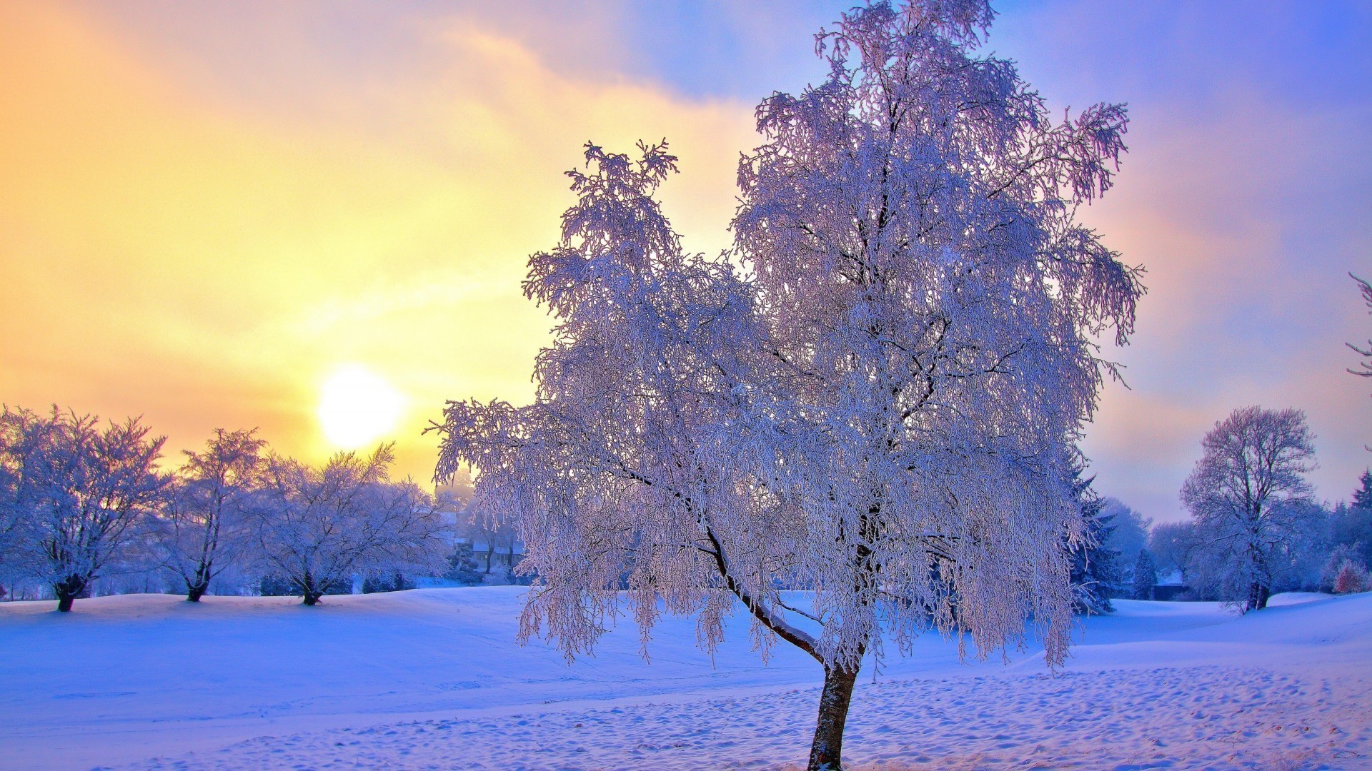 hiver arbre neige saison froid gel paysage aube branche congelé bois beau temps nature scénique météo parc glace soleil