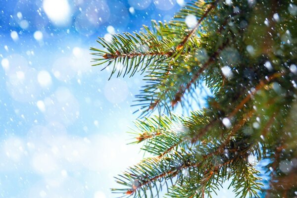 绿色圣诞树下雪天气