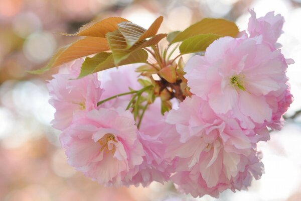 Kleine rosa Blüten am Baum