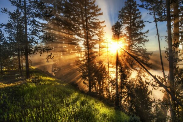 Schöner Sonnenuntergang im grünen Wald