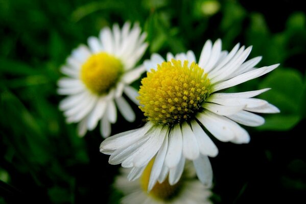 Sommer. Zwei große Gänseblümchen