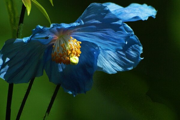 A blooming blue flower in the grass