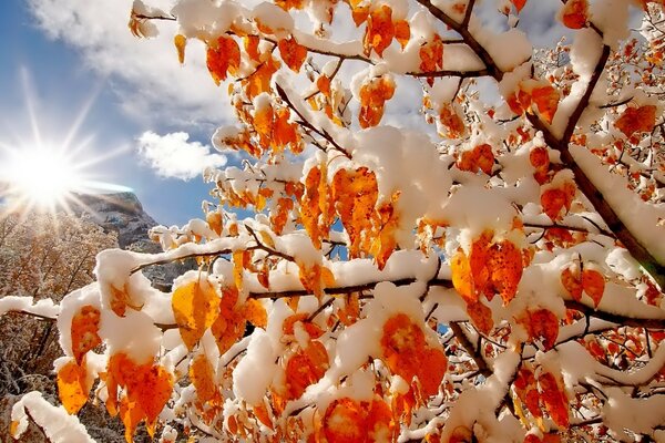 Las ramas de los árboles se inclinan bajo el peso de la nieve