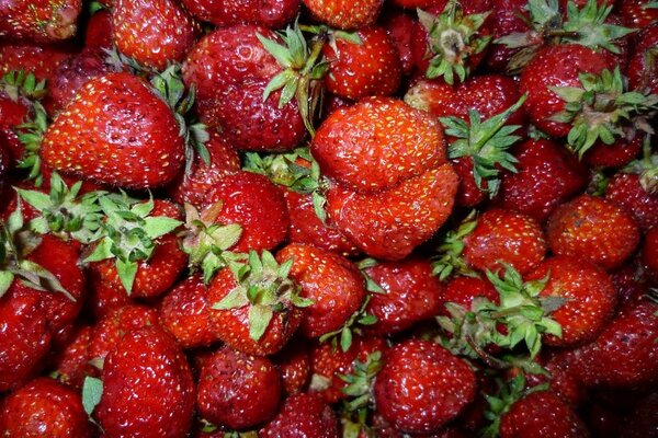 A lot of strawberries have been collected