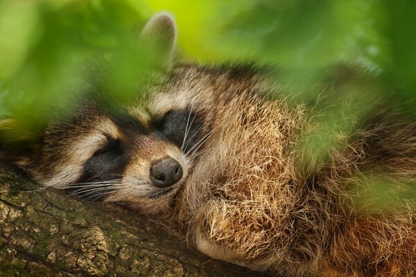 Cute raccoon in the wild