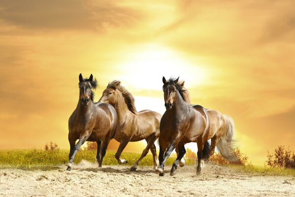 Três cavalos saltando na estepe contra o sol poente