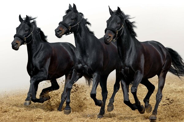 The three stallions are graceful and beautiful