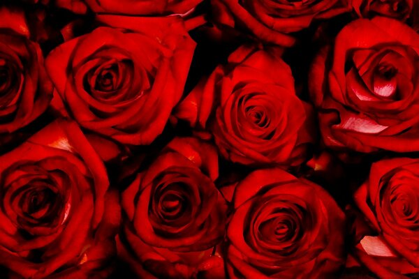 Rose rosse luminose e belle