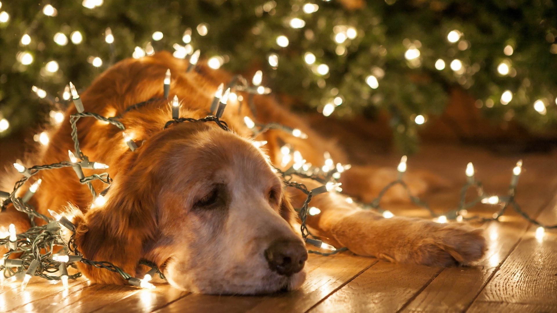 cani cane animale domestico mammifero canino animale ritratto carino cucciolo pelliccia