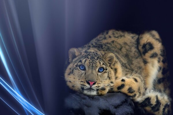 Jaguar de olhos azuis em um fundo azul esfumaçado