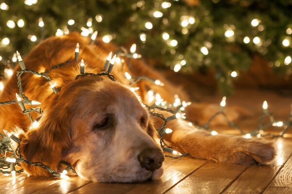 Köpekler evde beslenen hayvan memeli köpek eğitimcisi