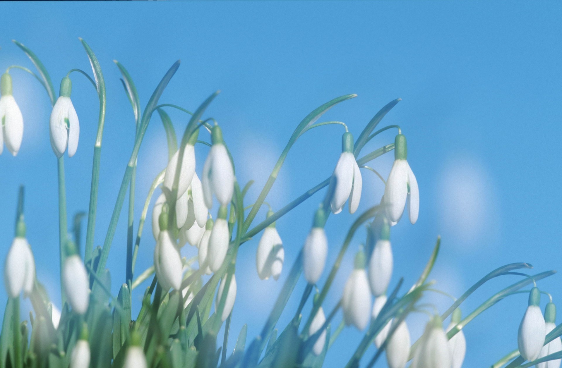 çiçekler doğa çiçek flora sezon çimen yaprak saman paskalya bahçe güzel hava büyüme parlak erken çiçek açık havada kabuk yaz dostum renk