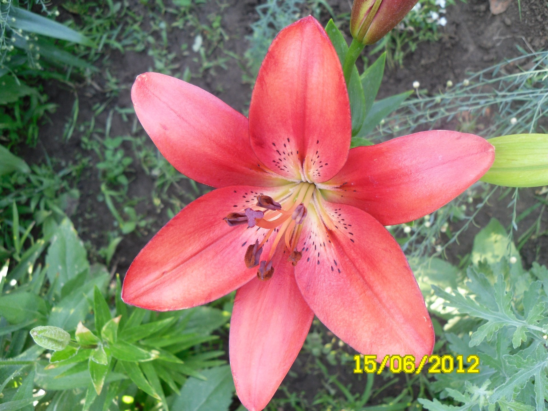 fleurs nature été fleur flore feuille jardin croissance à l extérieur lumineux tropical lily