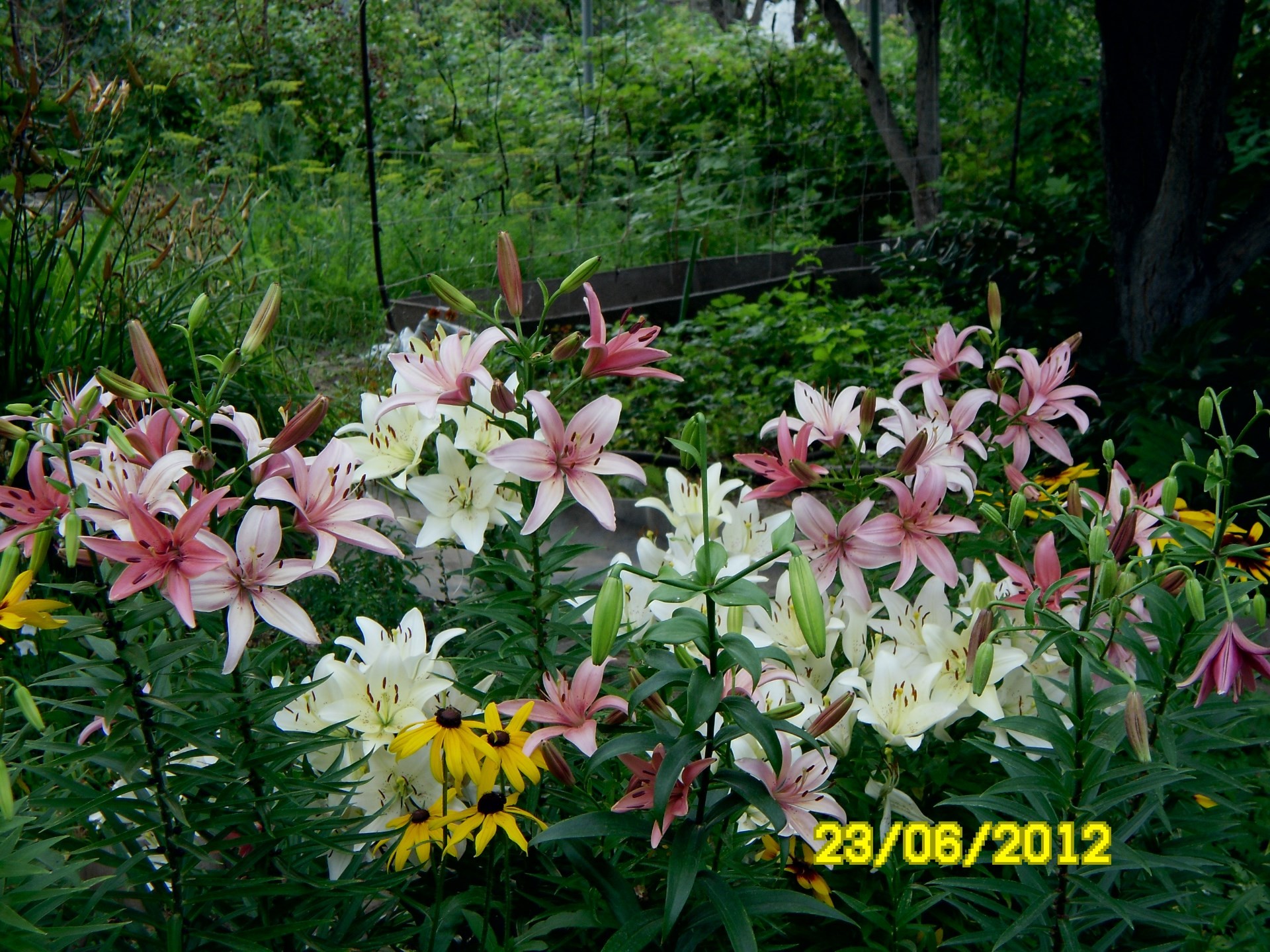 цветы цветок природа сад флора лето лист блюминг цветочные лепесток парк цвет сезон рост красивые ботанический яркий крупным планом