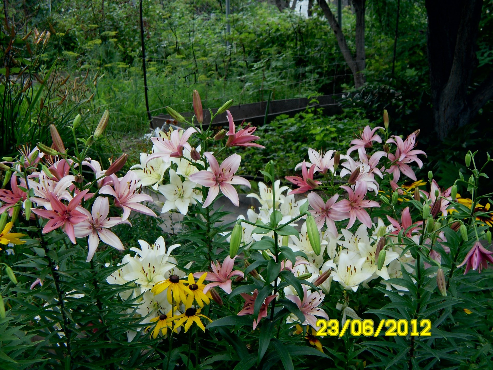 fiori fiore natura giardino flora estate foglia fiore floreale petalo parco colore stagione crescita bella botanico luminoso primo piano