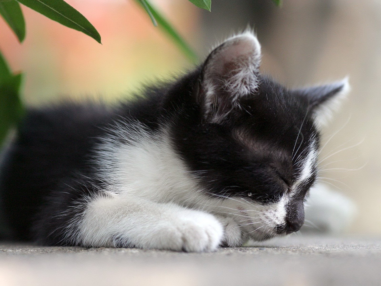 gatti gatto animale mammifero animale domestico carino ritratto gattino domestico pelliccia occhio piccolo grigio adorabile vista